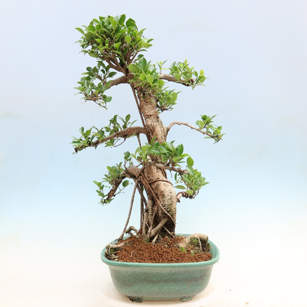 Kamerbonsai - Ficus kimmen - kleinbladige ficus