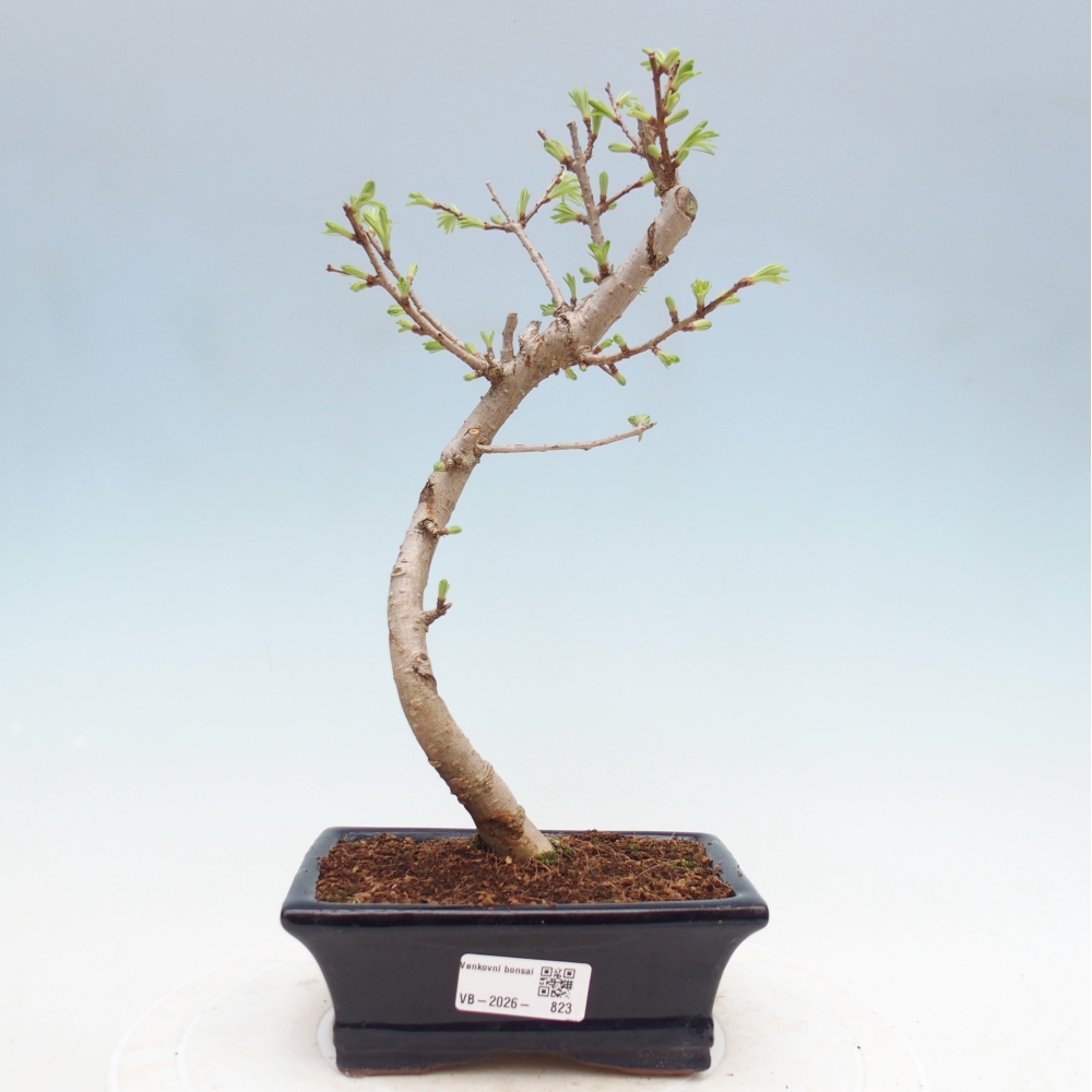 Bonsai voor buiten -Pseudolarix amabis-Pseudolarix amabis