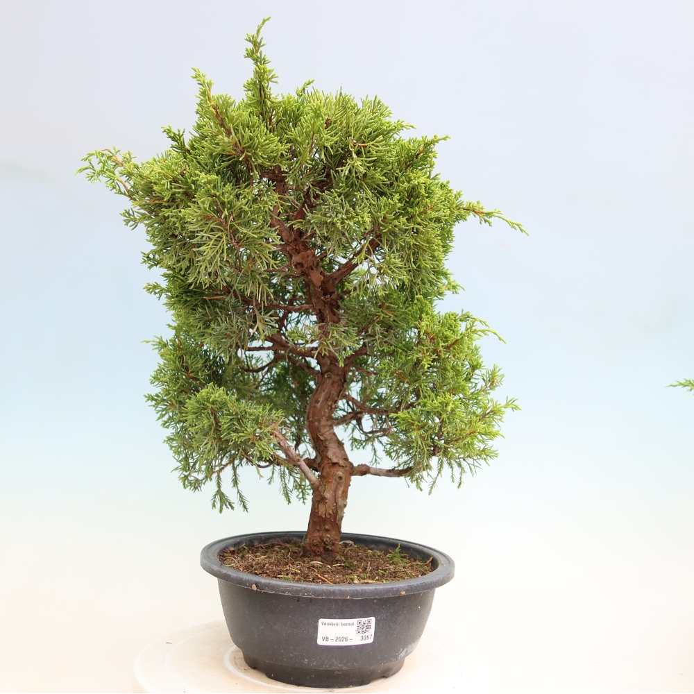 Bonsai voor buiten - Juniperus chinensis Itoigawa-Juniperus chinensis