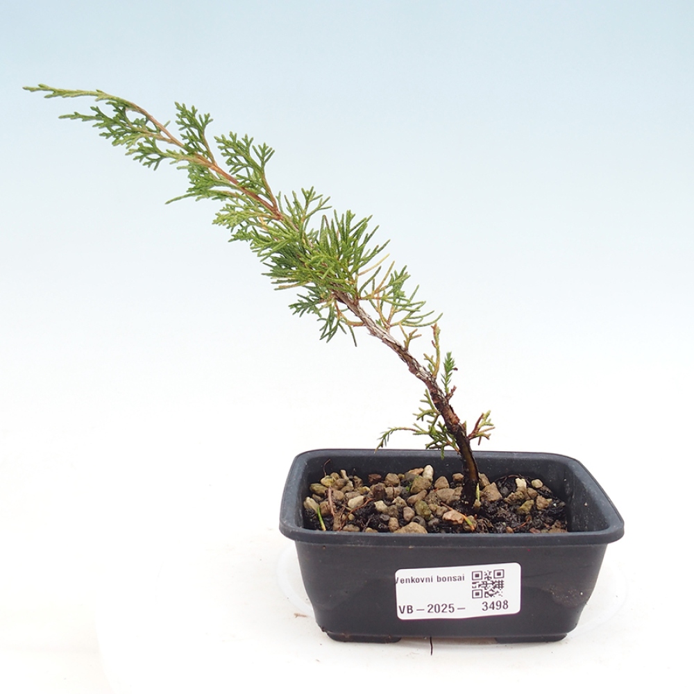 Bonsai voor buiten - Juniperus chinensis Itoigawa