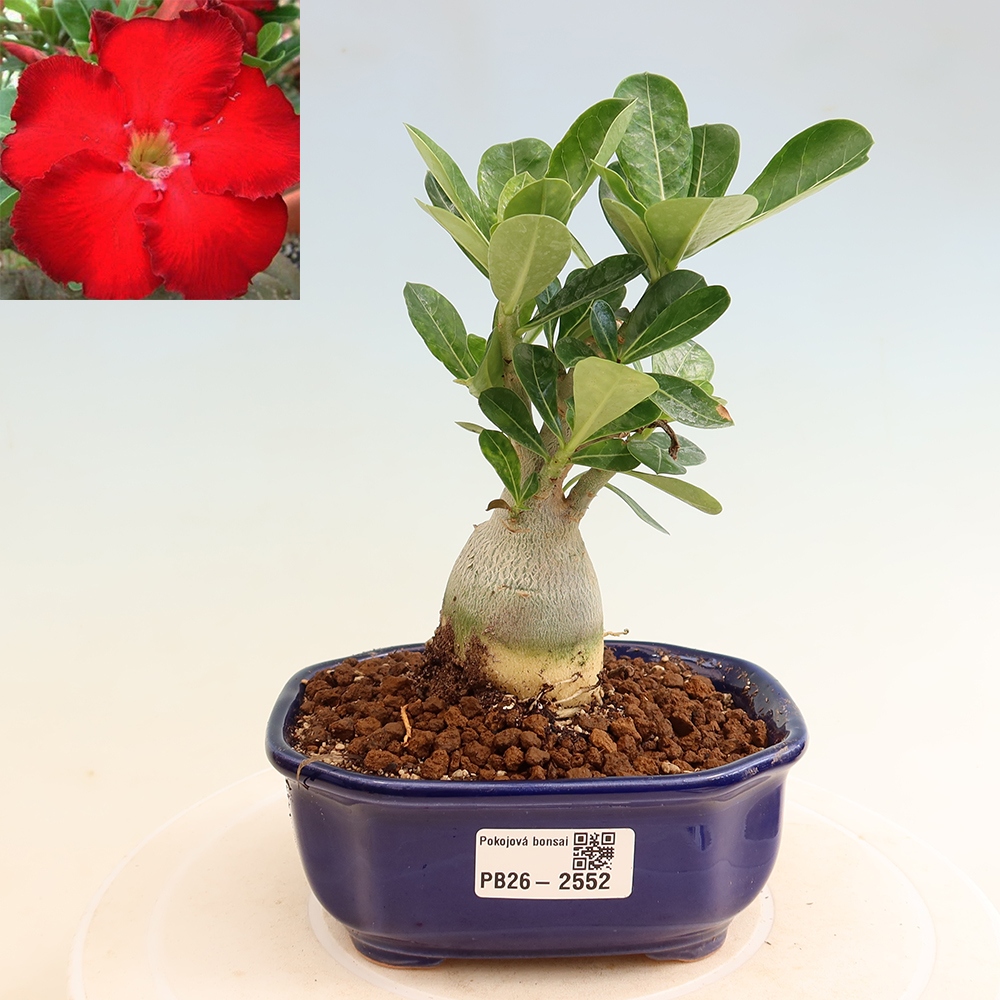 Kamerbonsai - Adenium obesum Red Star - Woestijnroos