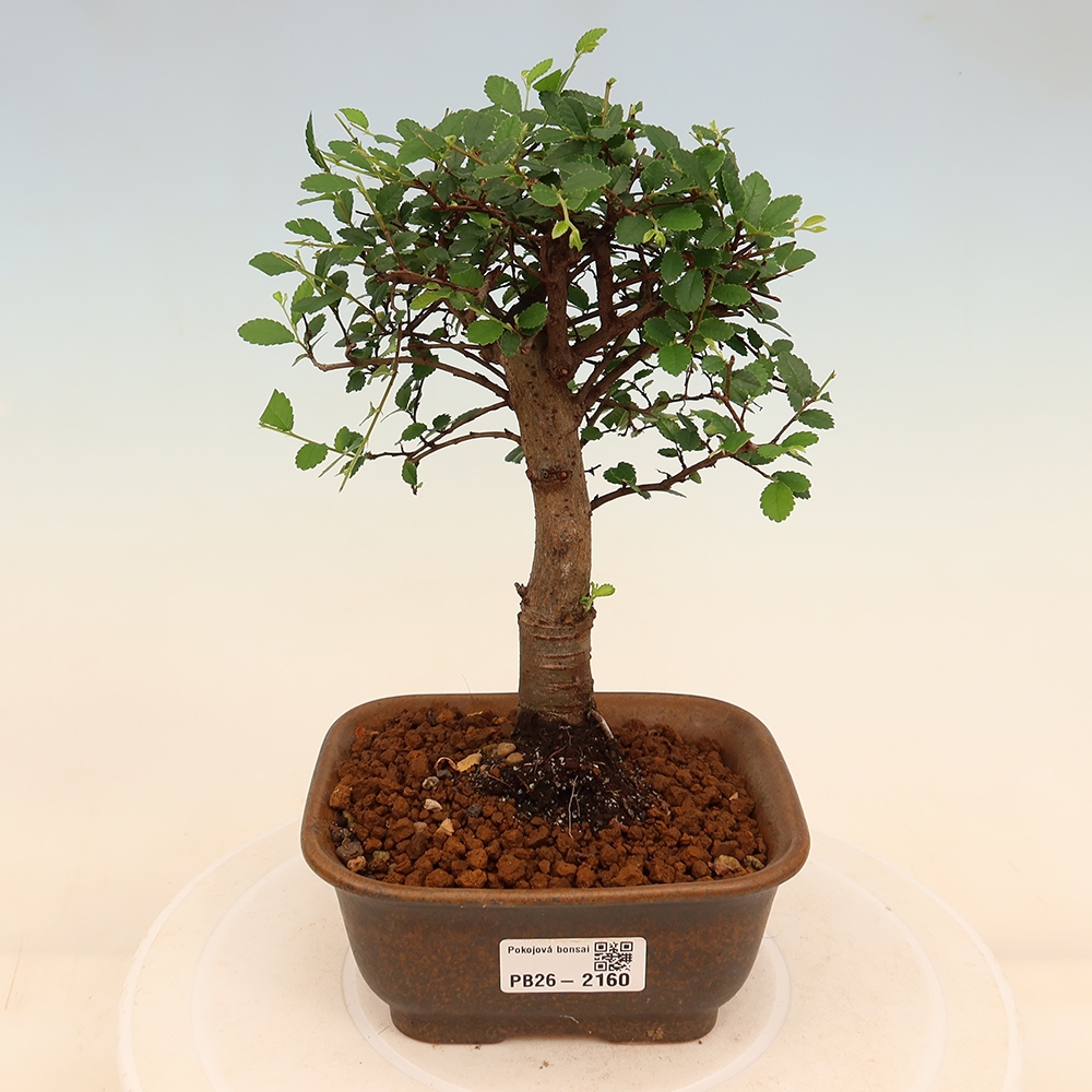 Kamerbonsai - Ulmus parvifolia - Winteriep