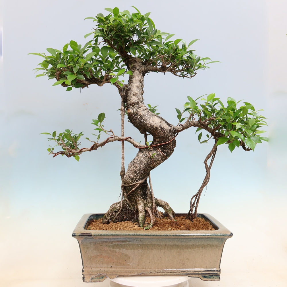 Kamerbonsai - Ficus kimmen - kleinbladige ficus