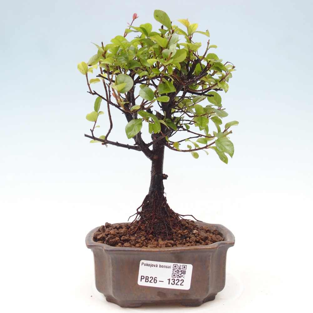 Kamerbonsai - Sageretia thea - Sageretia thea