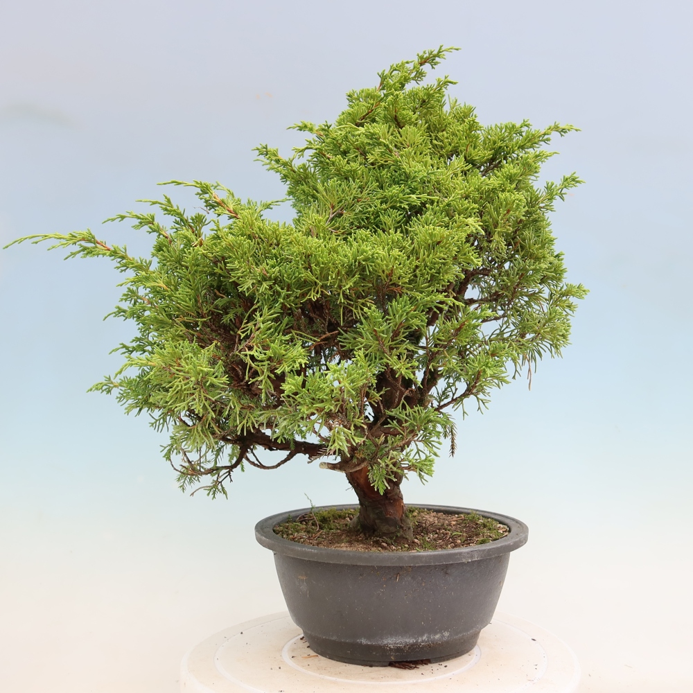 Bonsai voor buiten - Juniperus chinensis Itoigawa-Juniperus chinensis