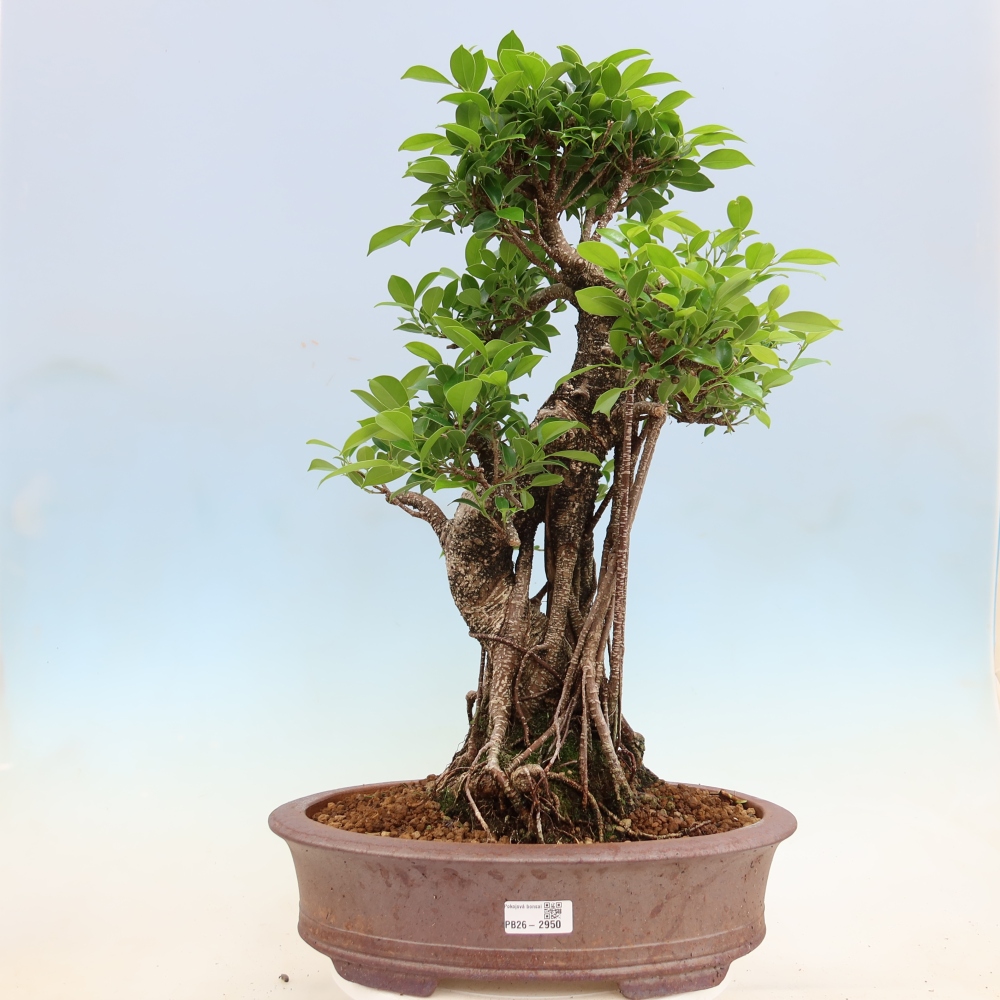 Kamerbonsai - Ficus kimmen - kleinbladige ficus