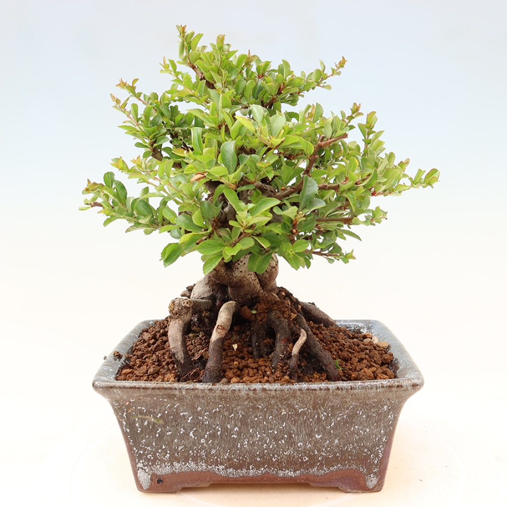 Bonsai voor buiten - Chaneomeles speciosa Chojubai