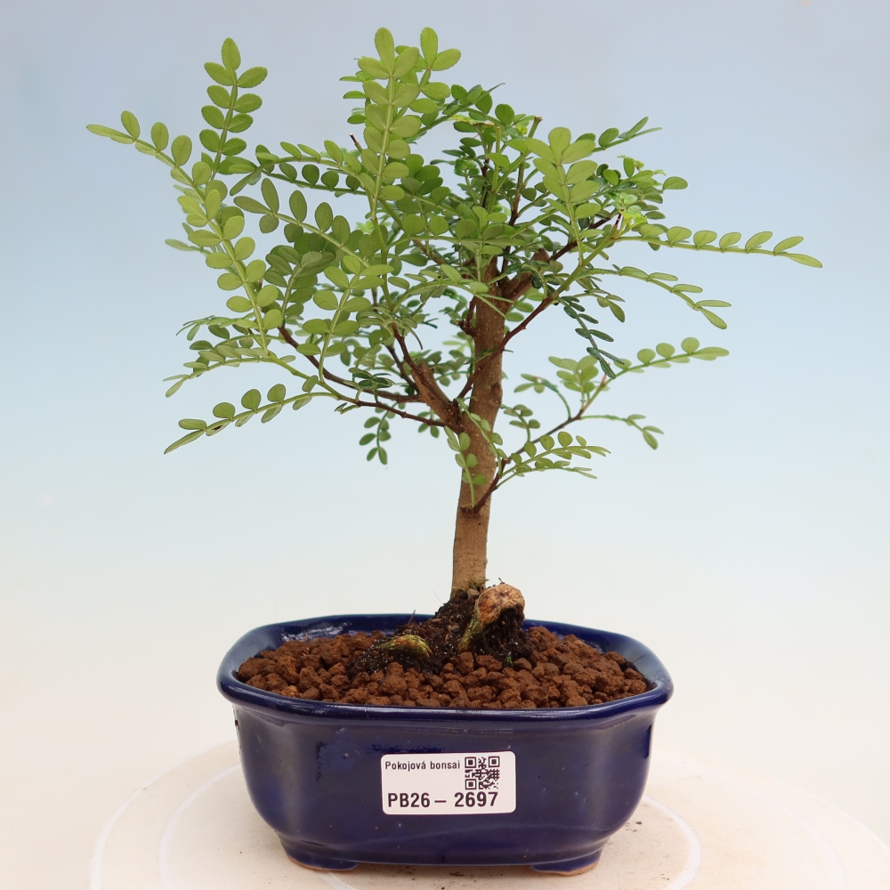 Kamerbonsai - Zantoxylum piperitum - peperboom