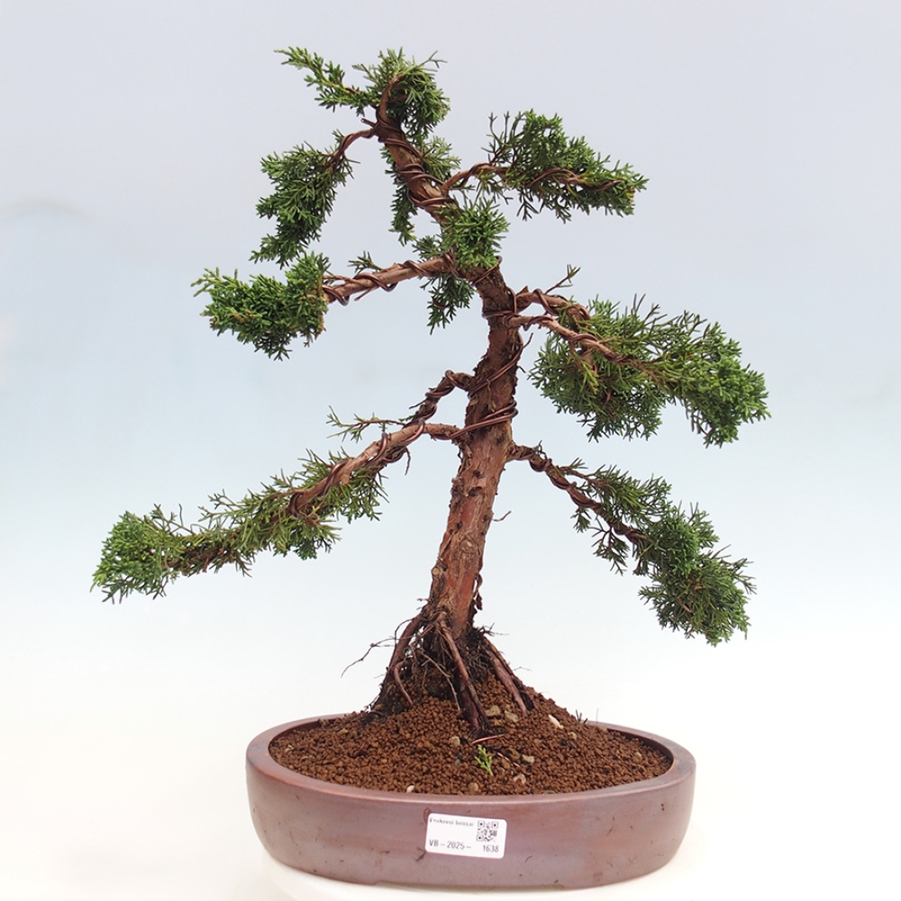 Bonsai voor buiten - Juniperus chinensis Kishu