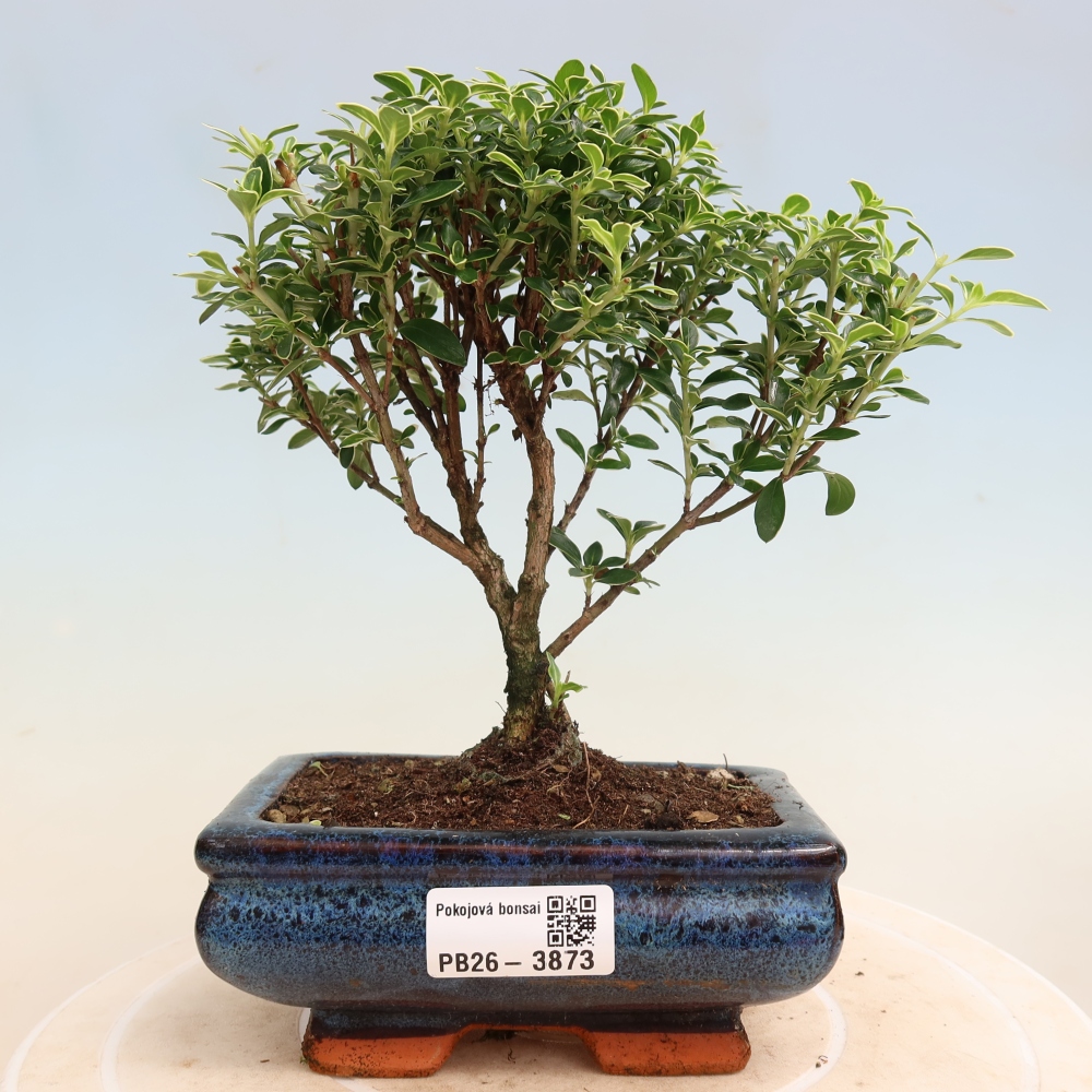 Kamerbonsai - Serissa foetida Variegata - Boom van duizend sterren