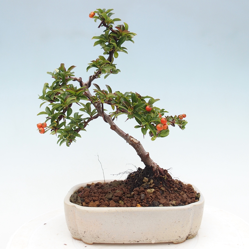 Bonsai-Pyracantha Teton voor buiten -Hlox