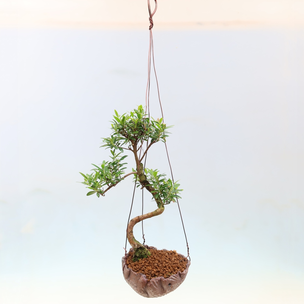 Kokedama in keramiek -Syzygium - Pimentboom