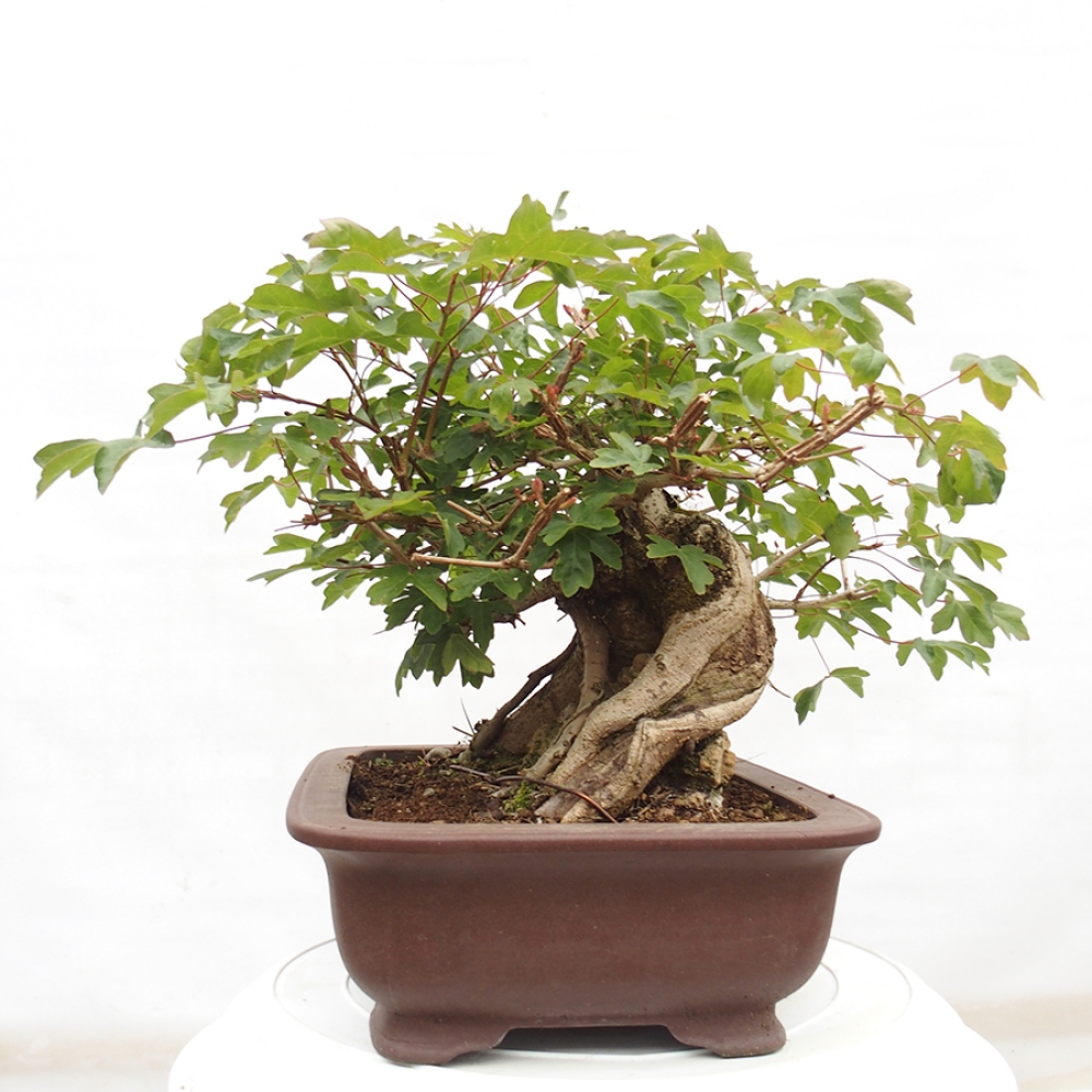 Bonsai voor buiten -Javor babyka - Acer campestre