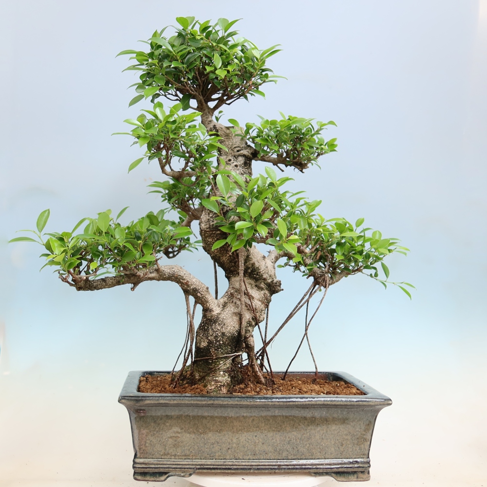 Kamerbonsai - Ficus kimmen - kleinbladige ficus