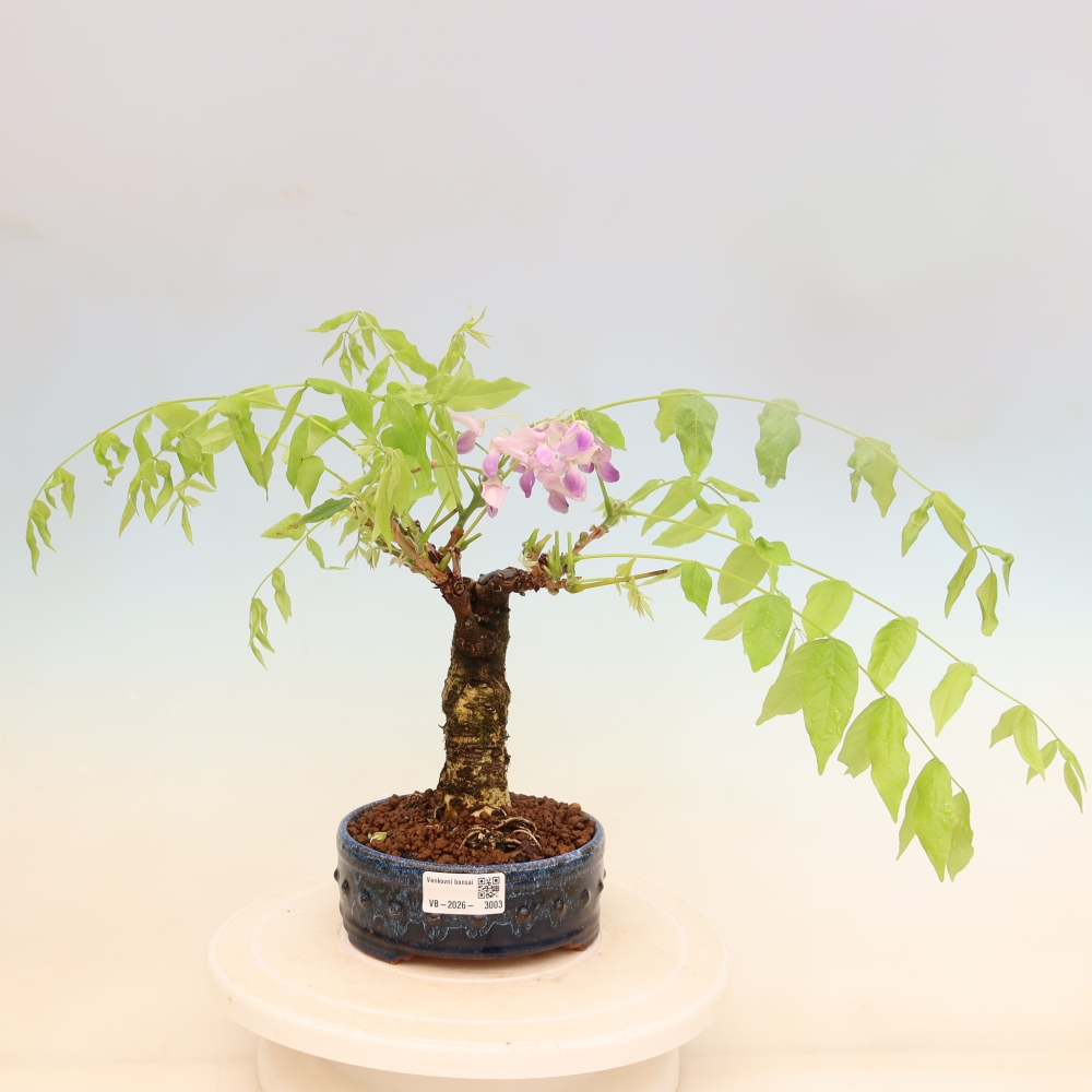 Bonsai voor buiten - Wisteria floribunda