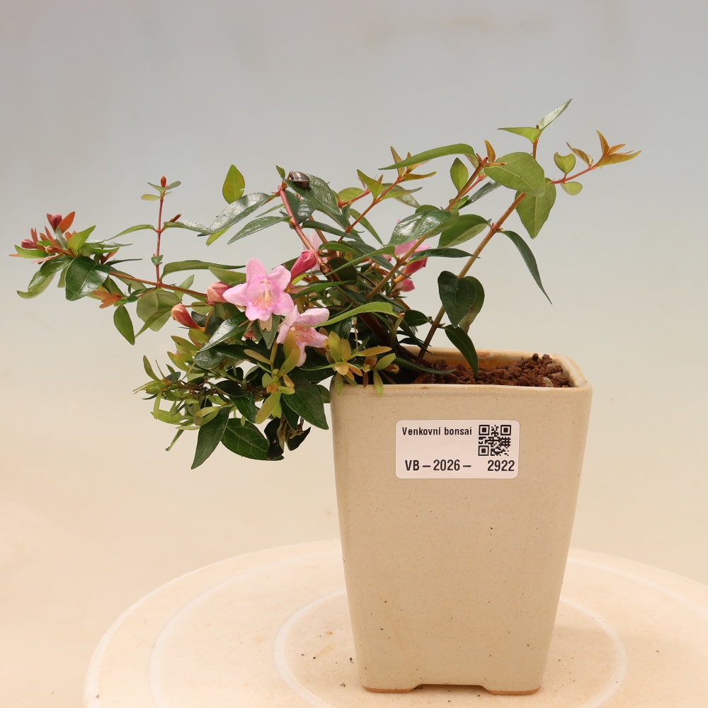 Buitenbonsai - Abelia Edward Goucher - Grootbloemige abelia