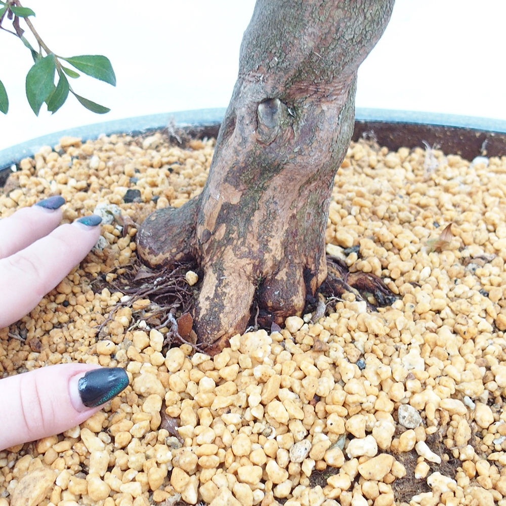 Bonsai voor buiten - Japanse azalea - Azalea CHIHIRO