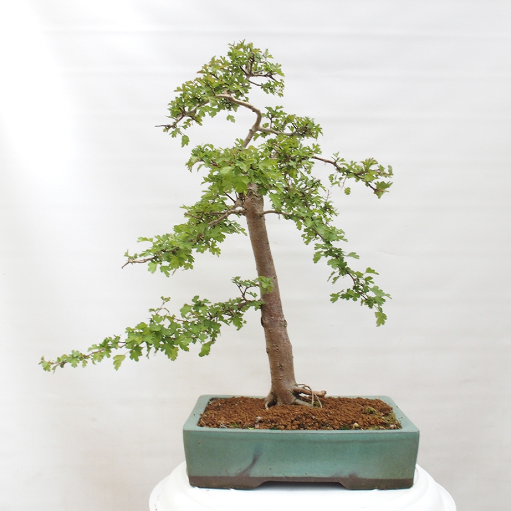Bonsai voor buiten - Meidoorn - Crataegus monogyna