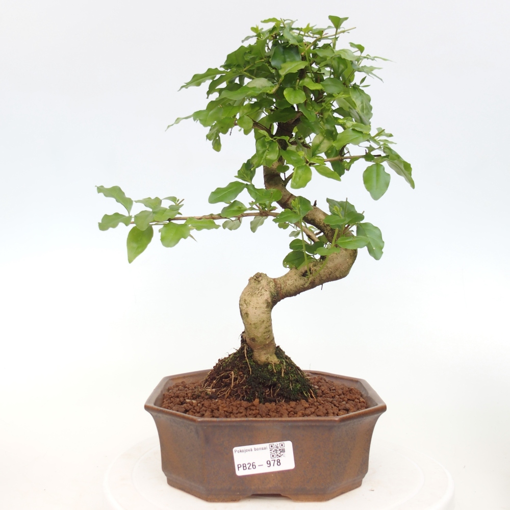 Kamerbonsai -Ligustrum chinensis - Vogelsnavel
