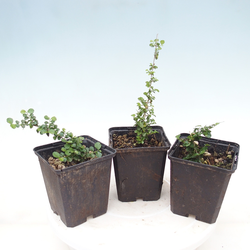 Kamerbonsai - Grewia sp. - Grewia kleinbladig in container