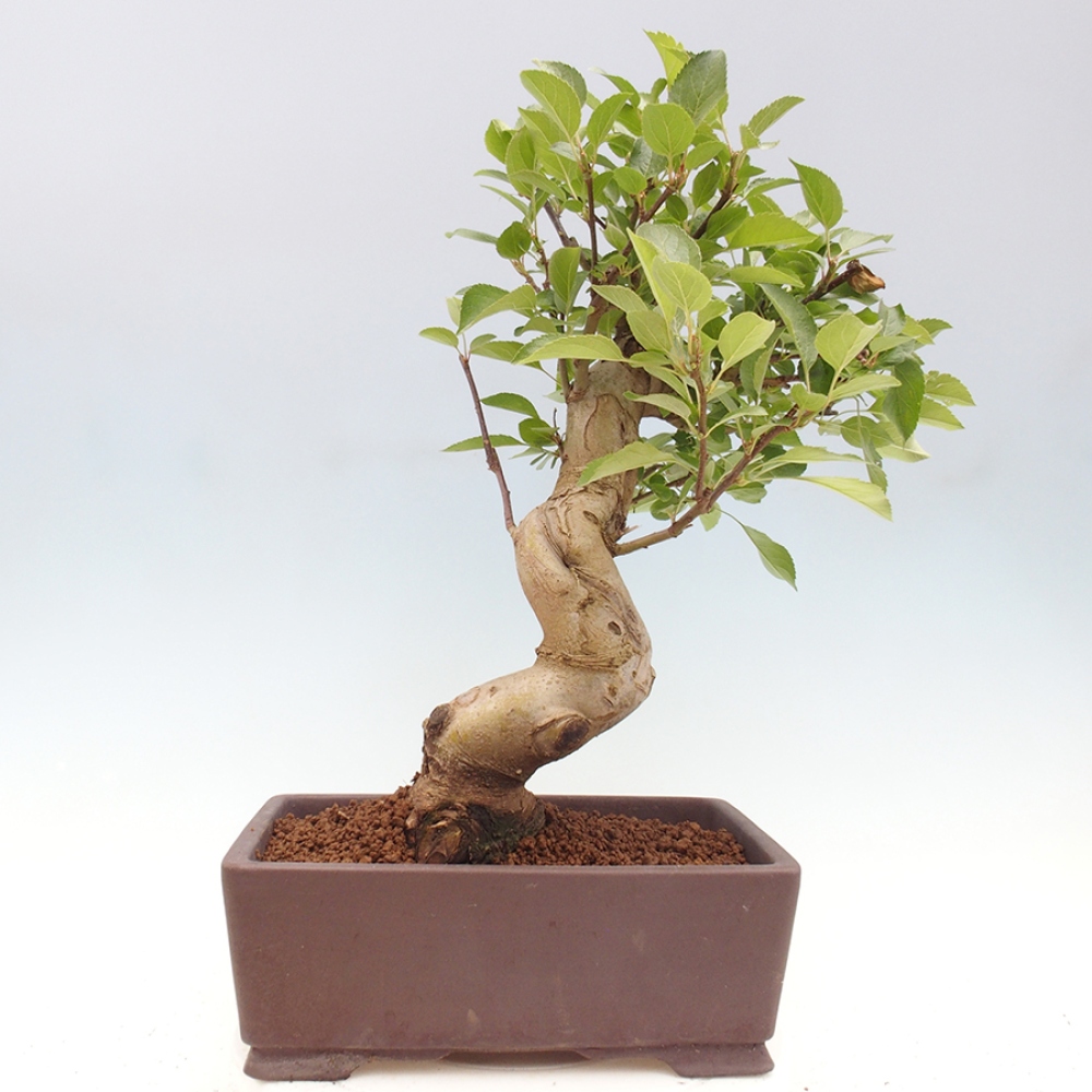 Bonsai voor buiten -Malus halliana - Appelboom met kleine vruchten