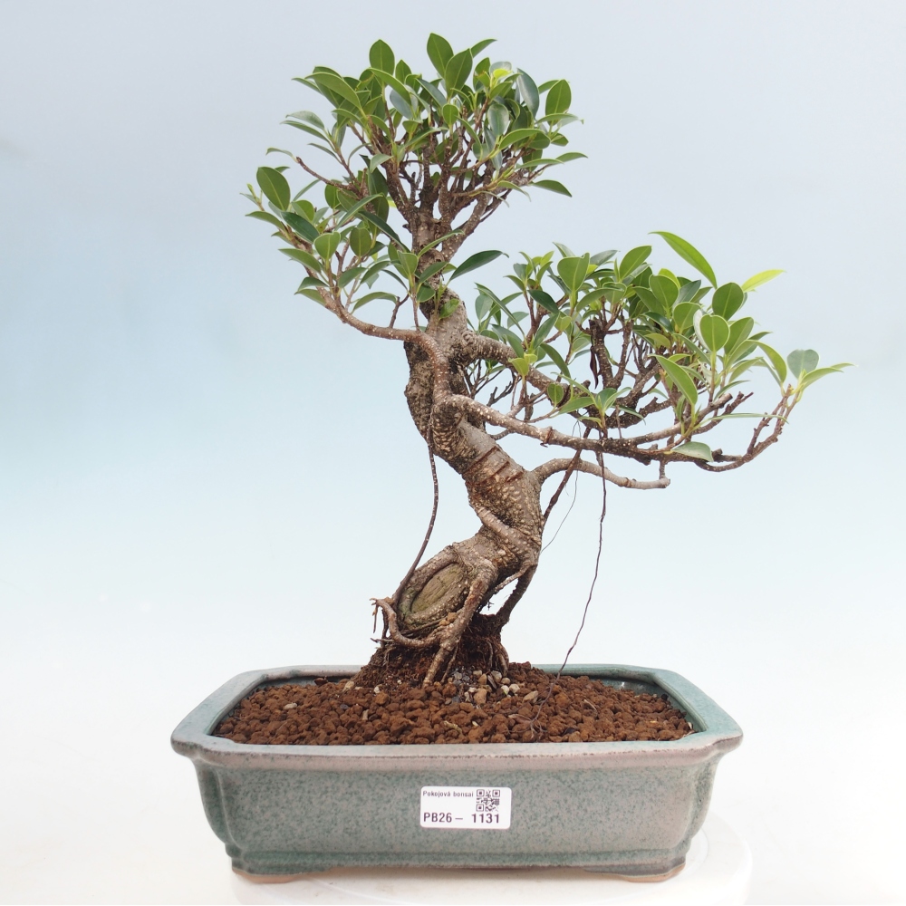 Kamerbonsai - Ficus kimmen - kleinbladige ficus