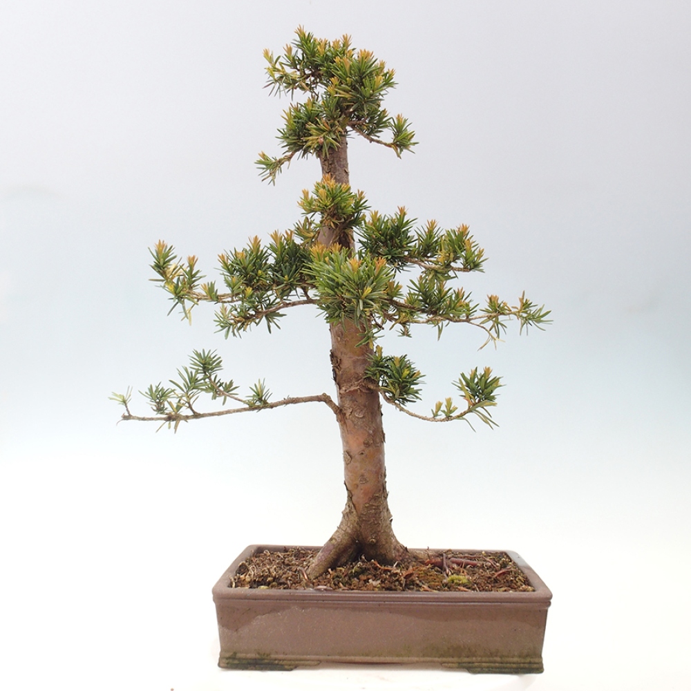 Bonsai voor buiten - Taxus cuspidata - Japanse Taxus