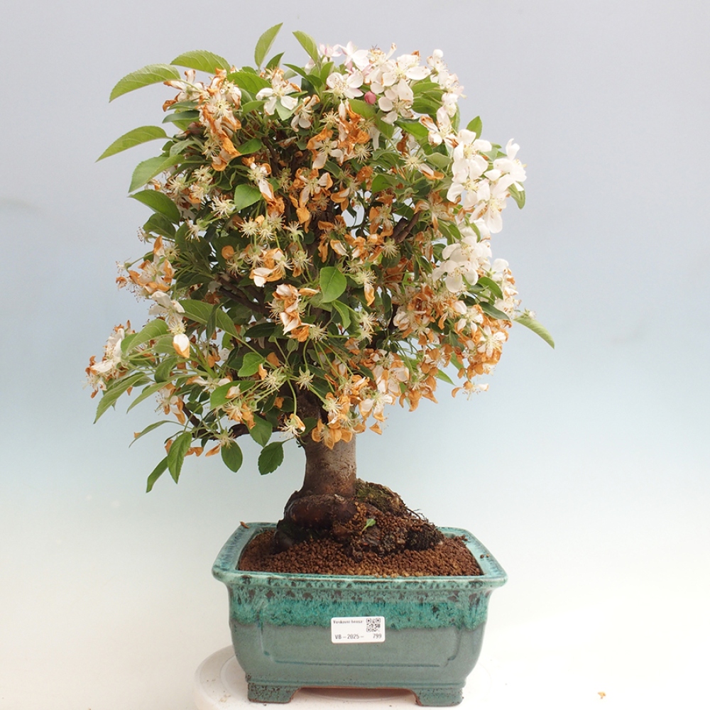 Bonsai voor buiten -Malus halliana - Appelboom met kleine vruchten