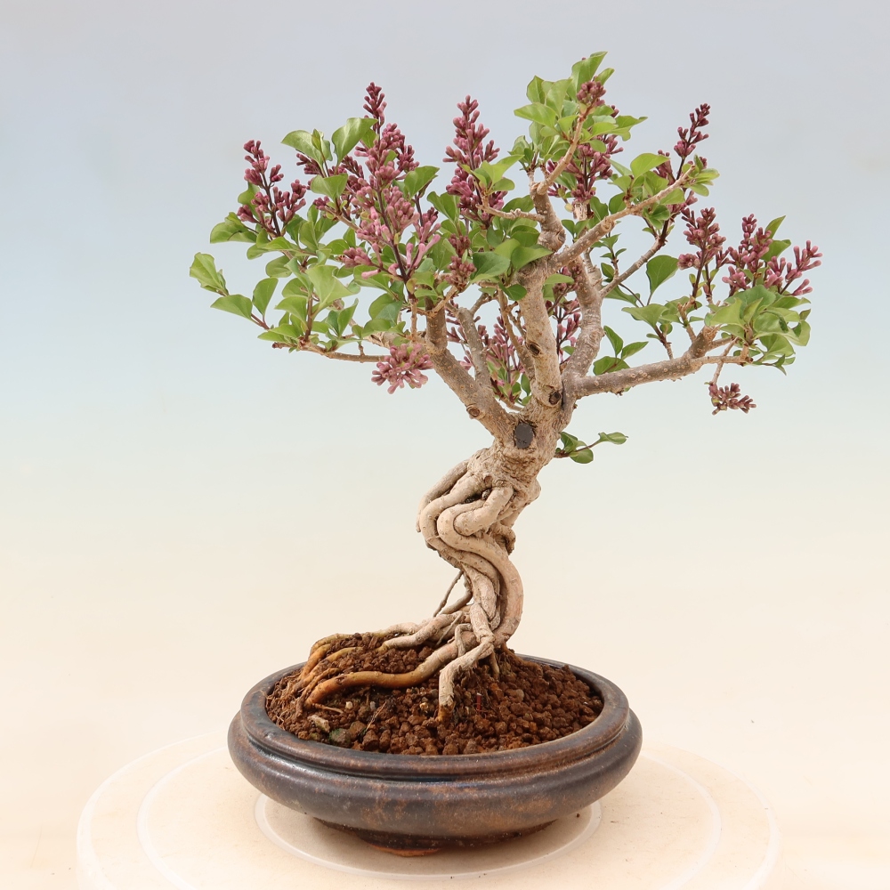 Bonsai voor buiten - Syringa microphylla - kleinbloemige sering