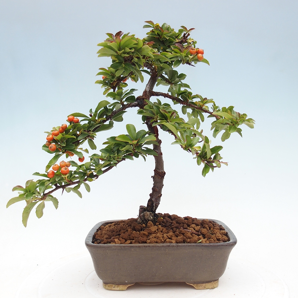 Bonsai-Pyracantha Teton voor buiten -Hlox