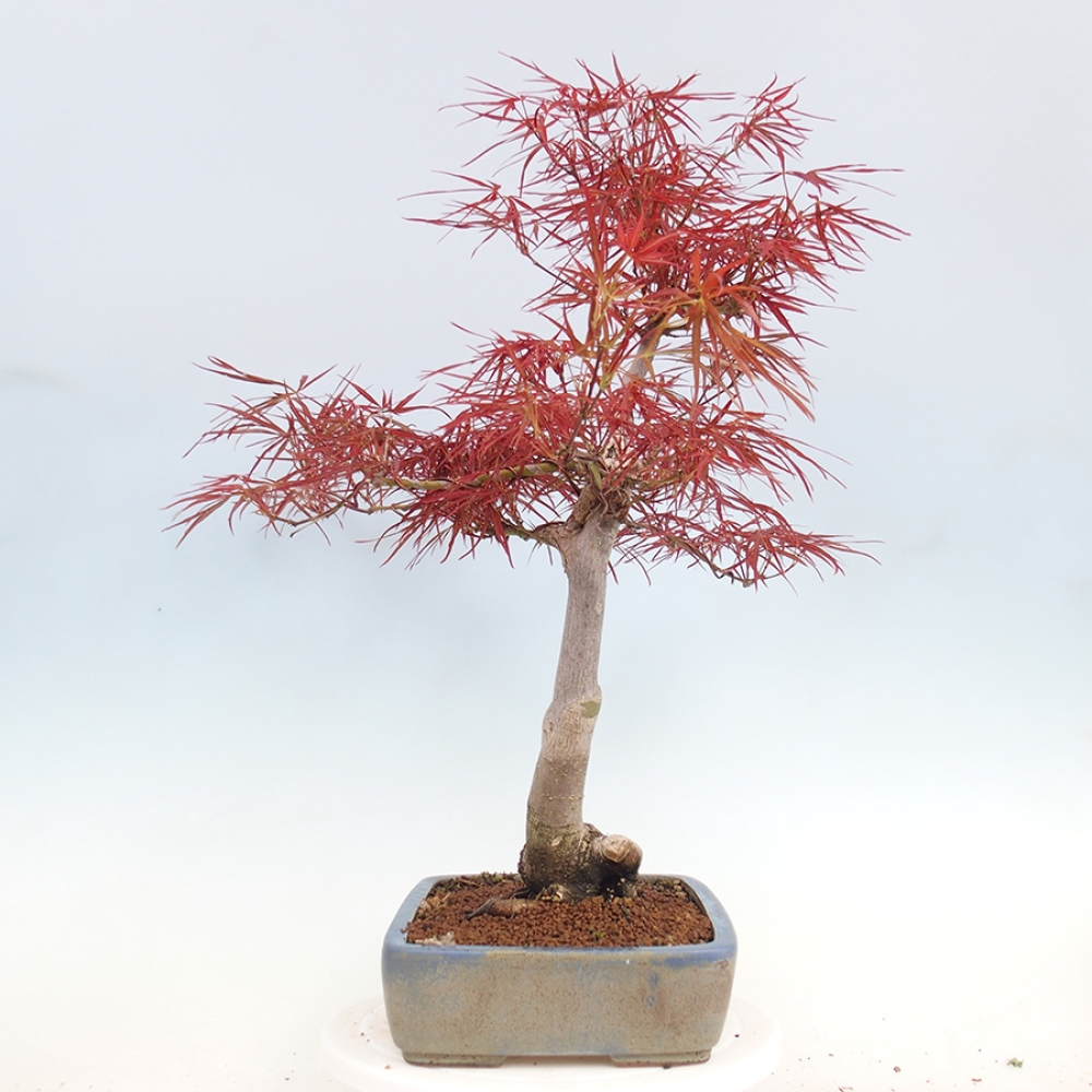 Bonsai voor buiten - Acer palmatum RED PYGMY