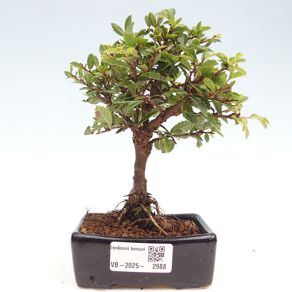 Bonsai voor buiten - Ulmus parvifolia Sagei - Kleinbladige iep