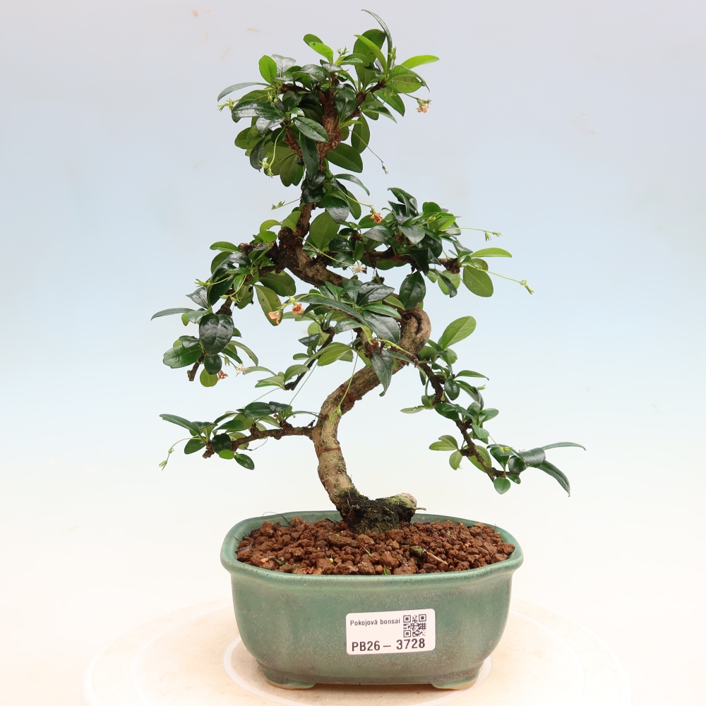 Kamerbonsai - Carmona macrophylla - Thee fuki