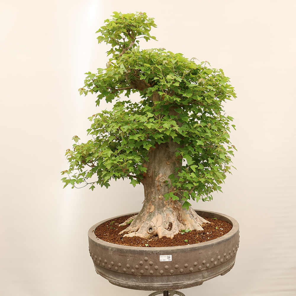 Bonsai voor buiten - Esdoorn Burger - Acer Burgerianum