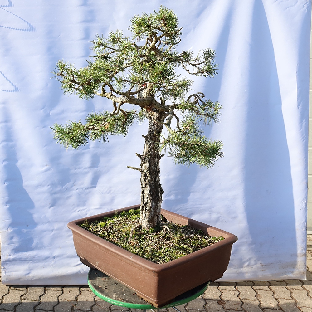 Pinus sylvestris Spanje - grove den