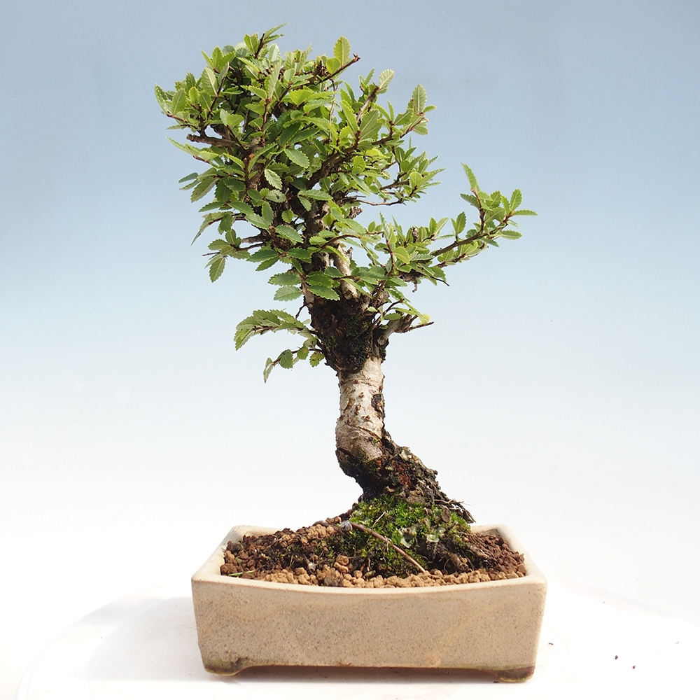 Bonsai voor buiten - Zelkova - Zelkova NIRE