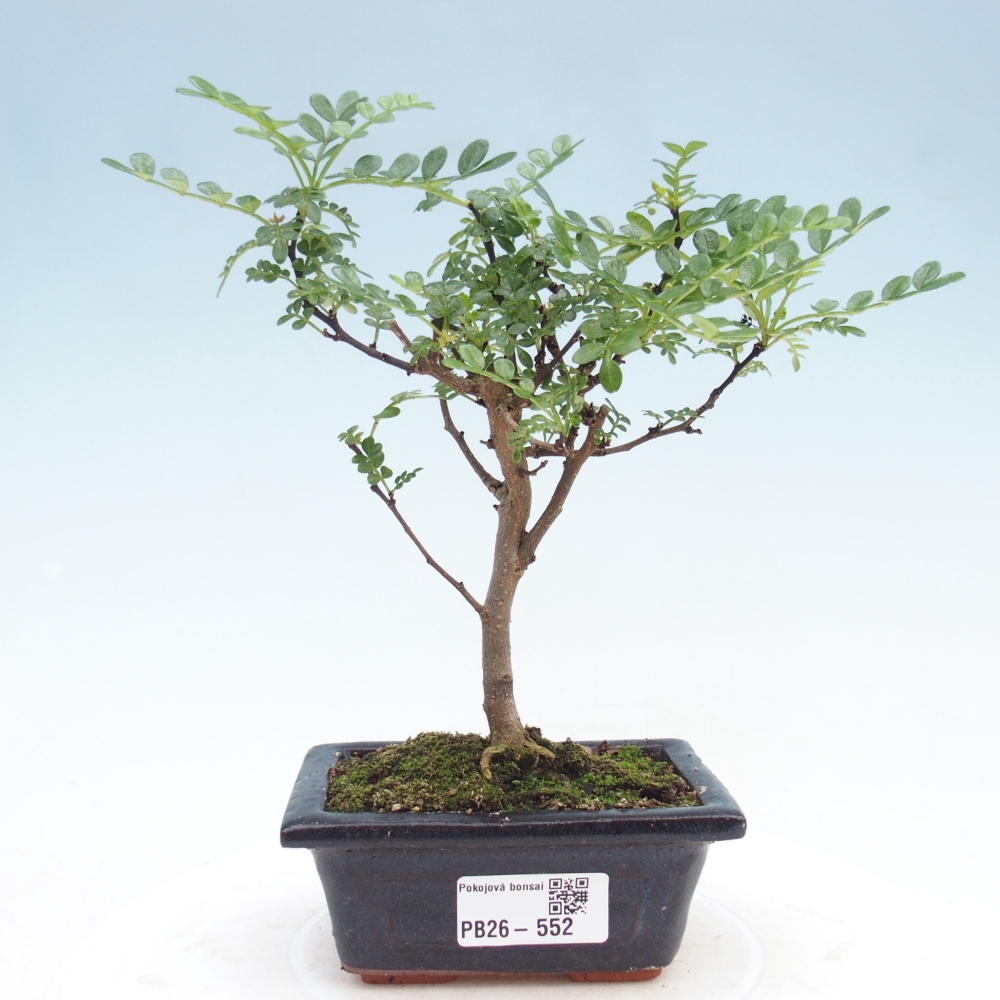 Kamerbonsai - Zantoxylum piperitum - peperboom