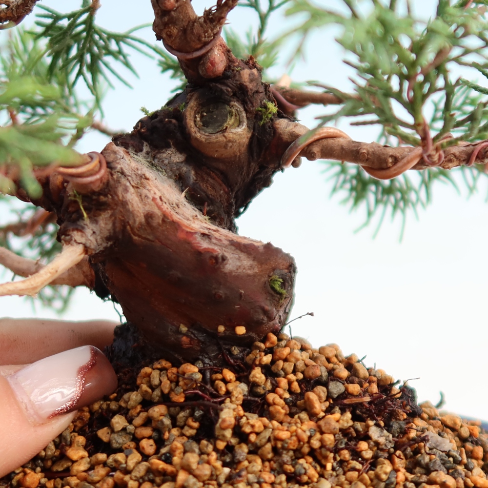 Bonsai voor buiten - Juniperus chinensis Itoigawa