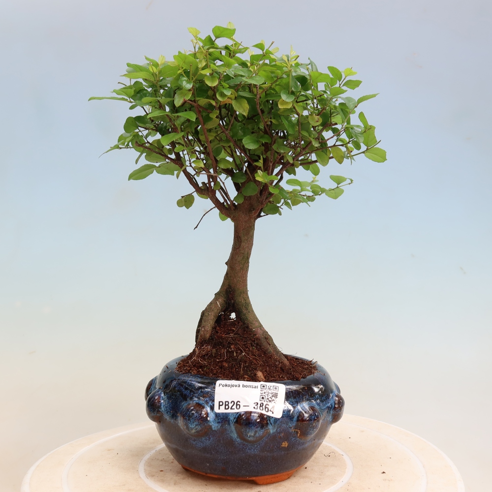 Kamerbonsai - Sageretia thea - Sageretia thea