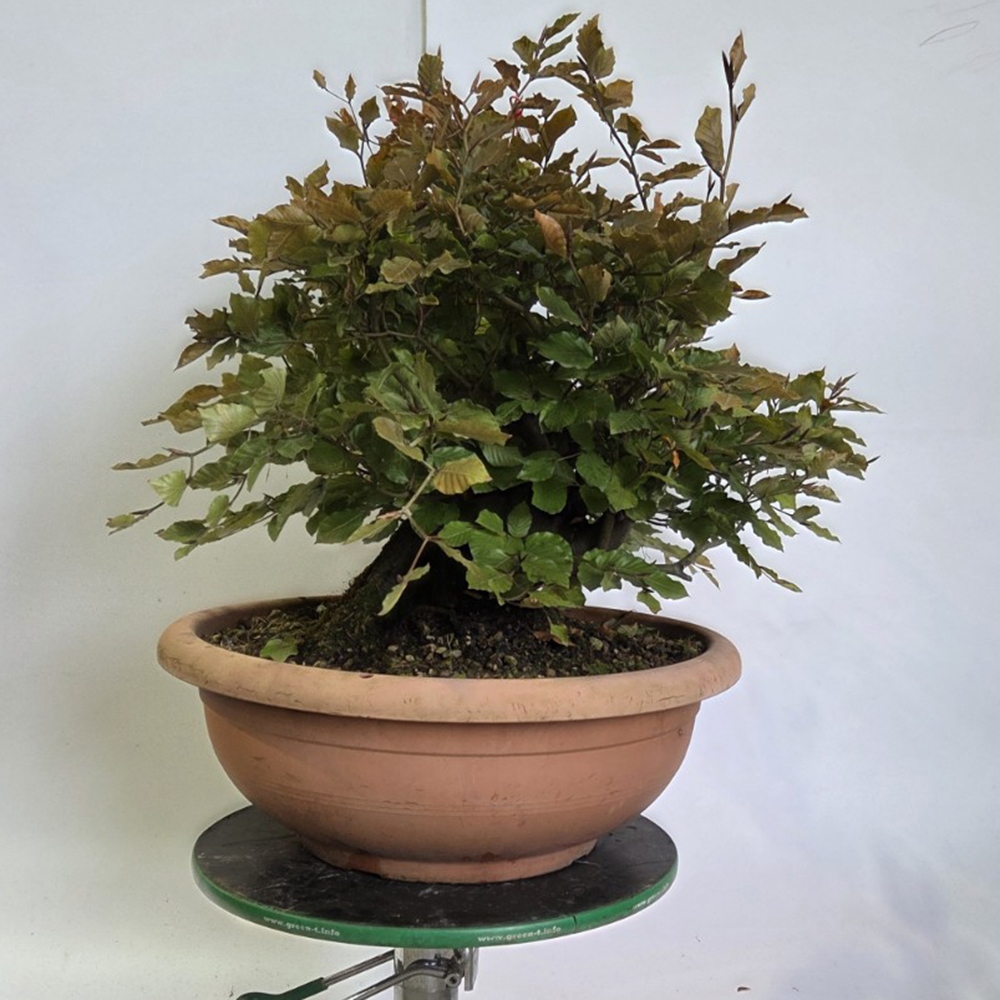 Bonsai-Fagus sylvatica voor buiten