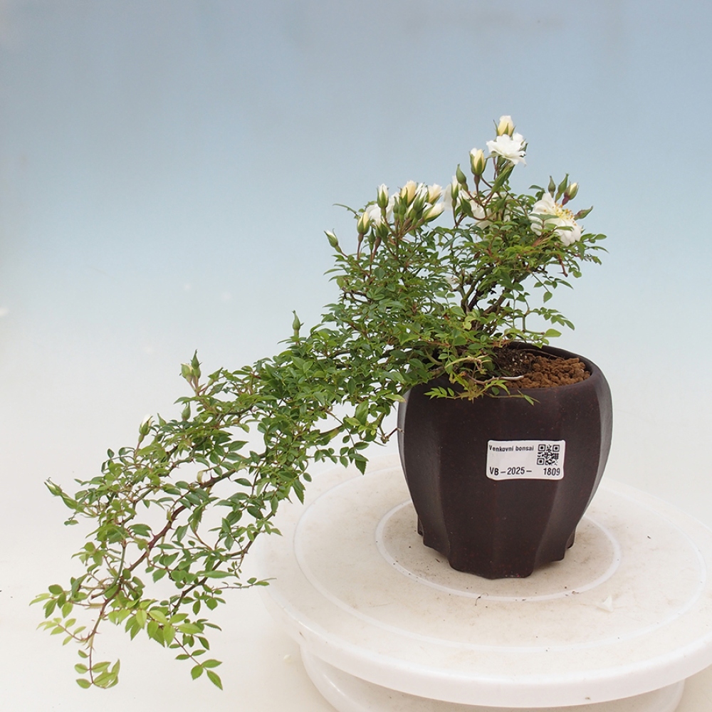 Bonsai voor buiten - Rosa Sea Foam - roos