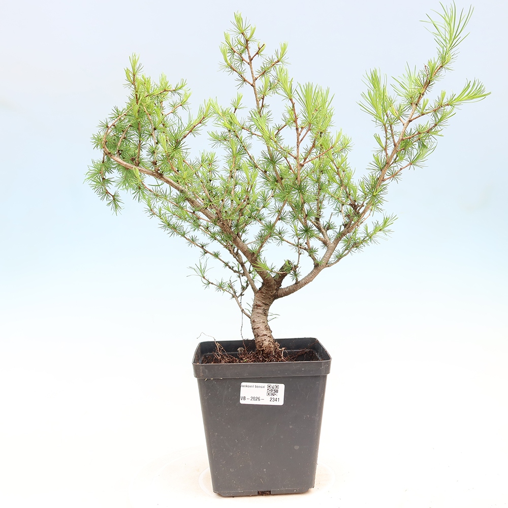 Bonsai voor buiten -Larix decidua - Lariks