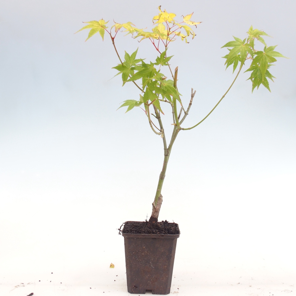 Bonsai voor buiten -Javor gouden palm - Acer palmatum Aureum in container
