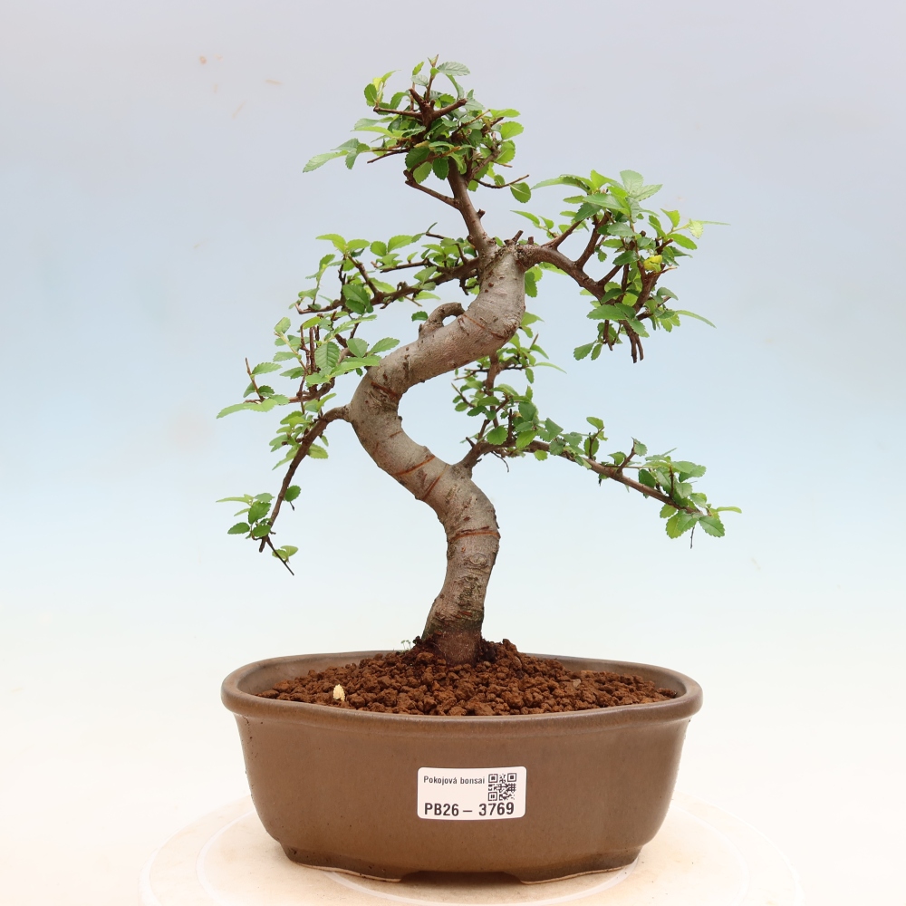 Kamerbonsai - Ulmus parvifolia - Winteriep