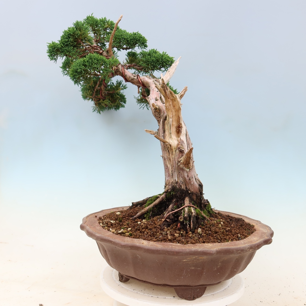 Bonsai voor buiten - Juniperus chinensis Kishu