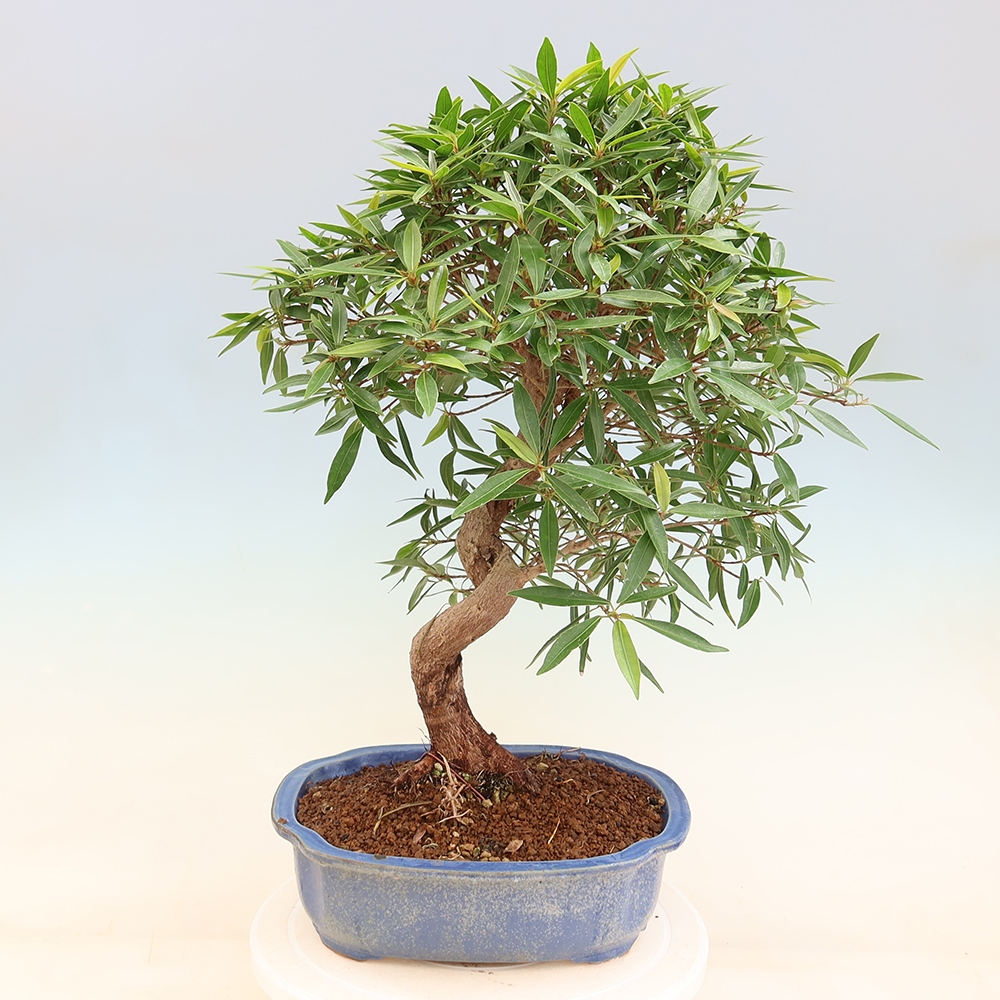 Kamerbonsai - Ficus nerifolia - kleinbladige ficus