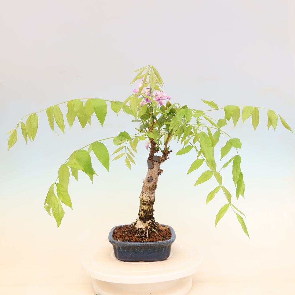 Bonsai voor buiten - Wisteria floribunda