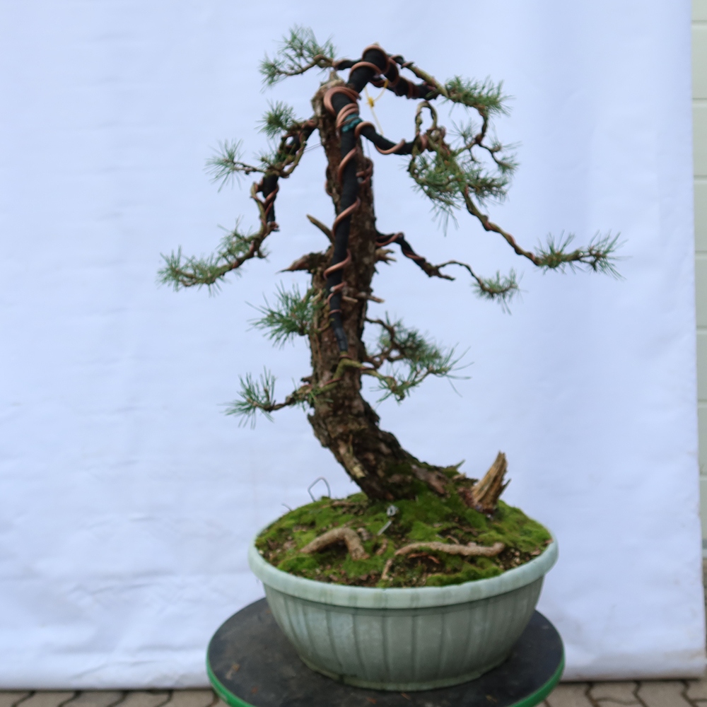 Pinus sylvestris Spanje - grove den
