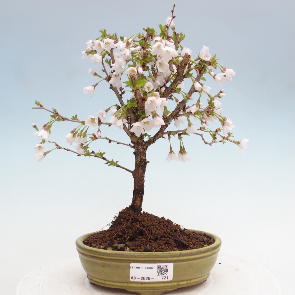 Bonsai voor buiten - Prunus incisa Kojou-no mai-Plivon uitgesneden