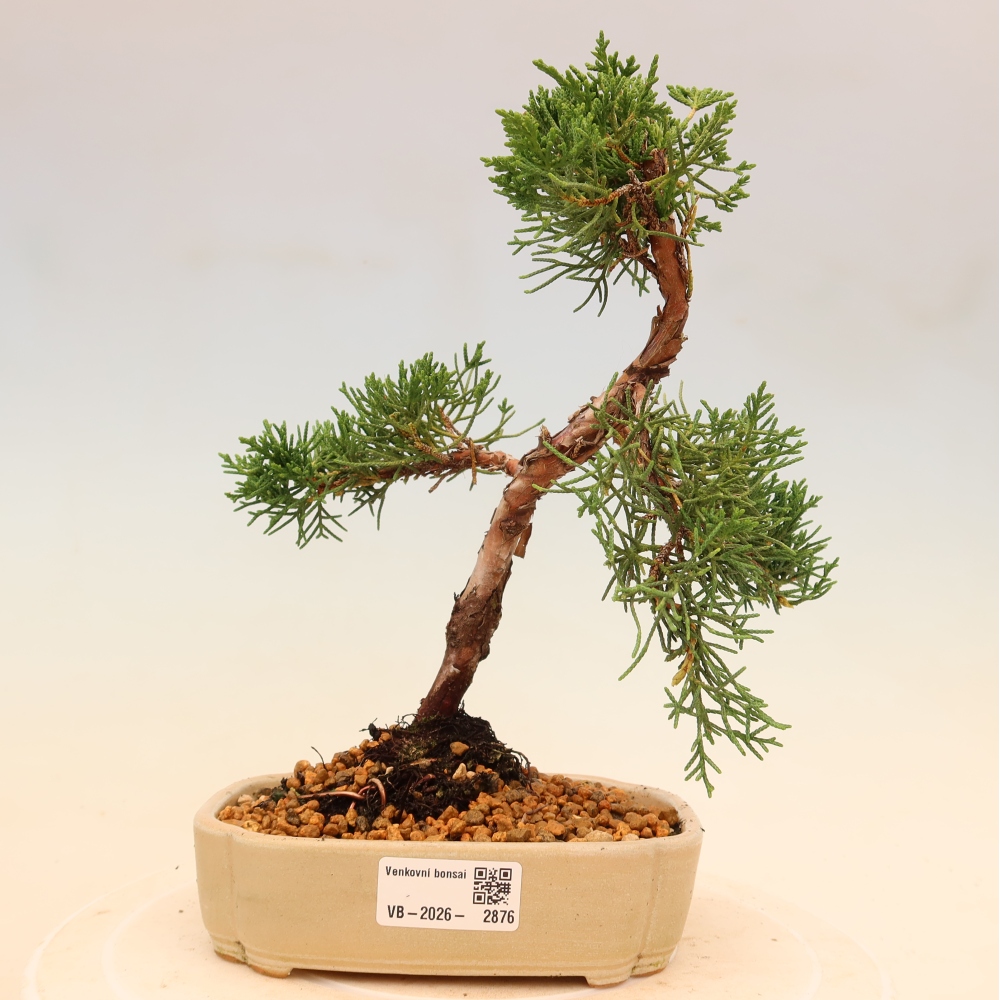 Bonsai voor buiten - Juniperus chinensis Kishu